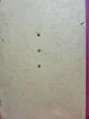 עטיפת הספר האדם שהיה לענק