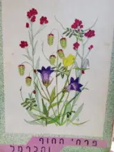 עטיפת הספר פרחי החוף והכרמל