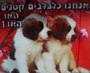 עטיפת הספר אנחנו כלבלבים קטנים האו האו