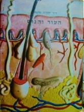 עטיפת הספר העור והגוף