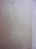 עטיפת הספר קורות משפחה אחת