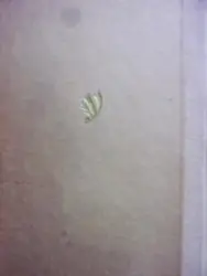 עטיפת הספר קורות משפחה אחת