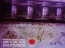 עטיפת הספר שנקר המחלקה לעיצוב תכשיטים קטלוג בוגרים 2009 