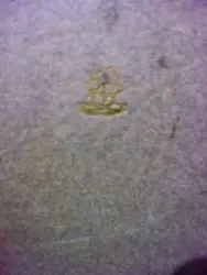 עטיפת הספר משירי גטה
