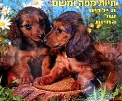 עטיפת הספר חיות מפה ומשם הילדים של החיות