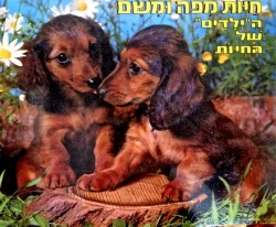 עטיפת הספר חיות מפה ומשם הילדים של החיות