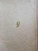 עטיפת הספר דבר אל העמים